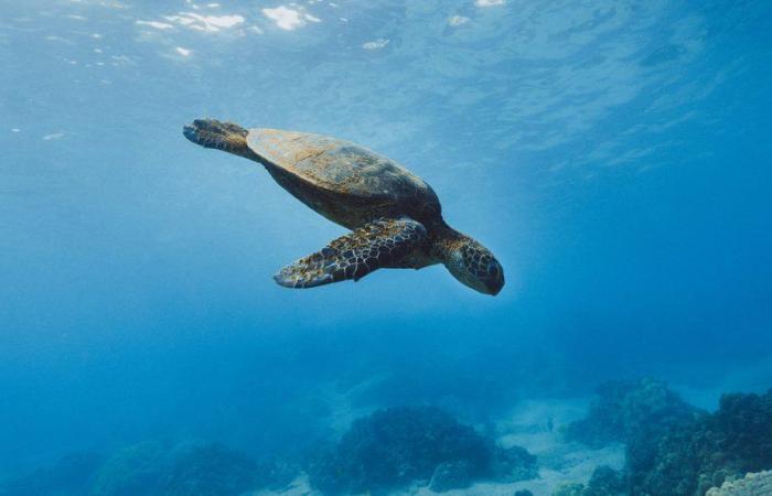 “Es una aventura encantadora”: Gigi, una tortuga encontrada a la deriva, fue liberada tras dos meses de cuidados frente a la costa de Antibes