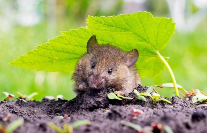Este consejo a poner en marcha a partir de julio es lo mejor para acabar con los roedores del jardín este verano 2024