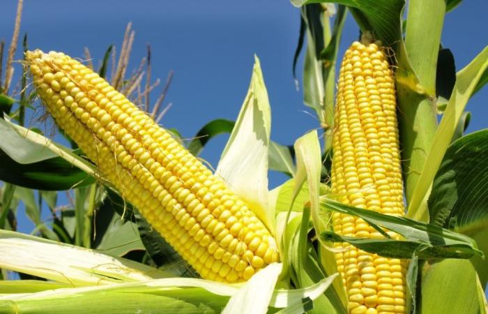 Informe hace bajar los precios del maíz