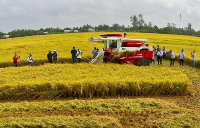 Alrededor de 2.700 millones de dólares para el proyecto de un millón de hectáreas de arroz de alta calidad