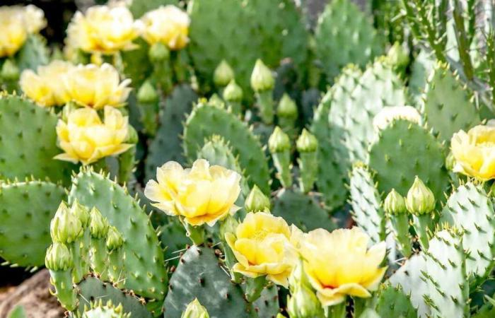 Aquí tienes 3 cactus que crecen de forma silvestre en Canadá y resistirán cualquier cosa si los plantas en tu jardín.