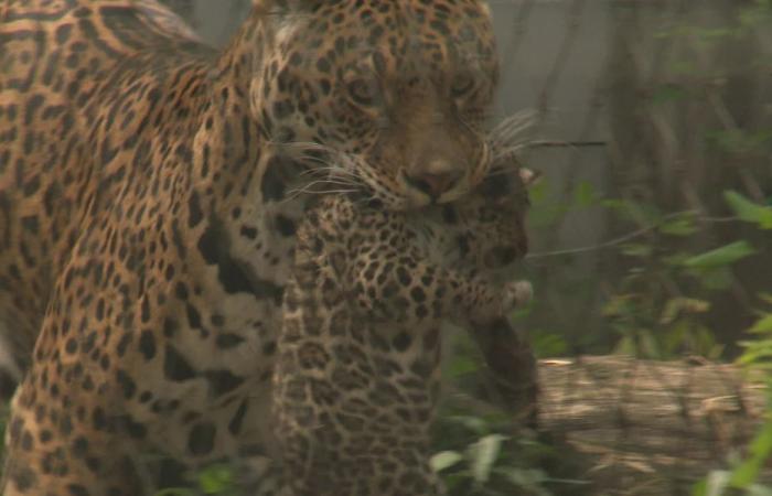 Video. Una nueva cría de jaguar en el zoológico de Pessac