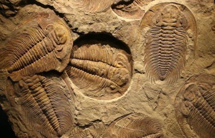 Descrita por primera vez la forma tridimensional de los fósiles de trilobites