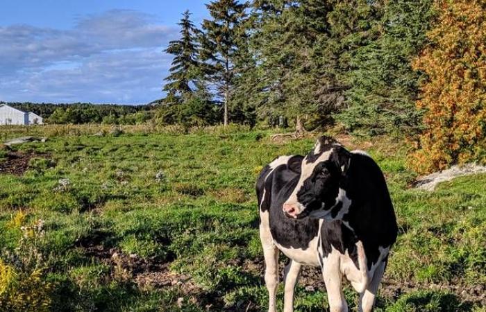 Las vacas canadienses huyen de Charlevoix