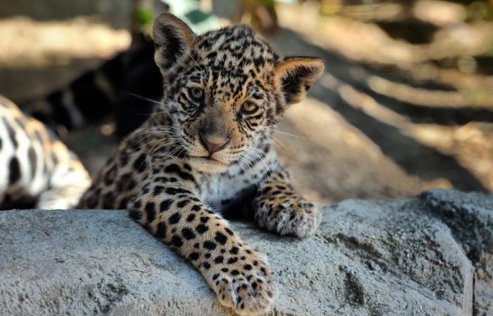 ¡Nacimiento de una adorable cría de jaguar en el zoológico de Burdeos-Pessac!