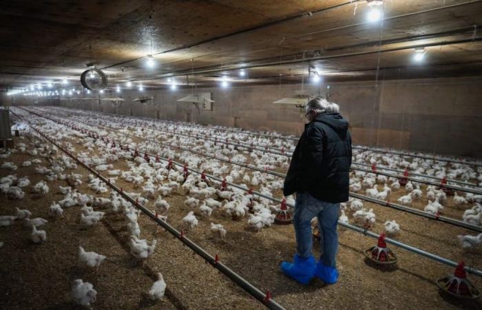 La gripe aviar ha dejado secuelas en los productores de Quebec