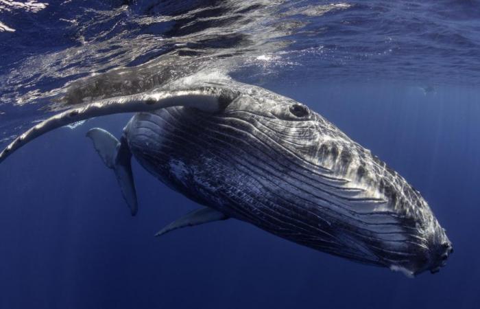En Australia, las autoridades marinas locales rescataron a una ballena enredada en 800 kg de cuerdas y boyas