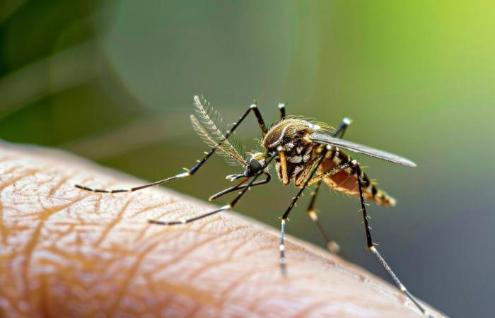 Por eso los mosquitos te pican más que a otros