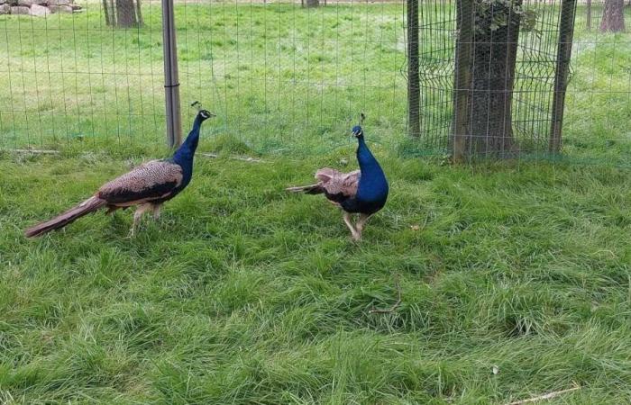 Descubra los dos nuevos pavos reales en el parque Promenades d’Alençon