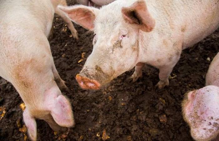 Aproximadamente 600 galones de estiércol de cerdo se derramaron en Sherbrooke a principios de junio