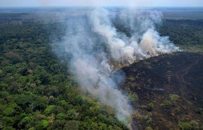 La selva amazónica, ante los incendios, vivió su peor primer semestre en veinte años.