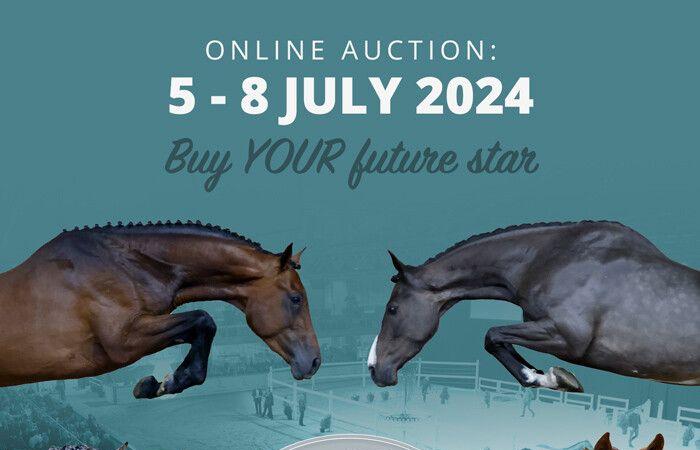 Horse Auction Belgium está lista para ofrecerle, este verano, lo mejor de la cría de saltos de Europa.