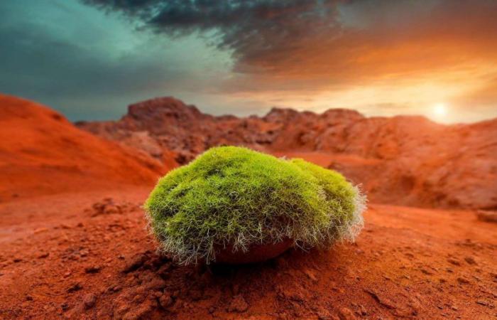 ¡Esta espuma ultrarresistente podría crecer en Marte!