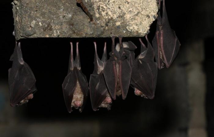 Este departamento alberga una de las reservas de murciélagos más grandes de Europa.