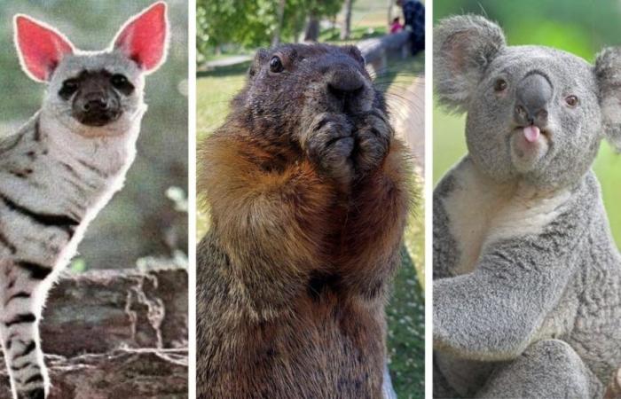 Estas 27 imágenes divertidas de animales te harán sonreír
