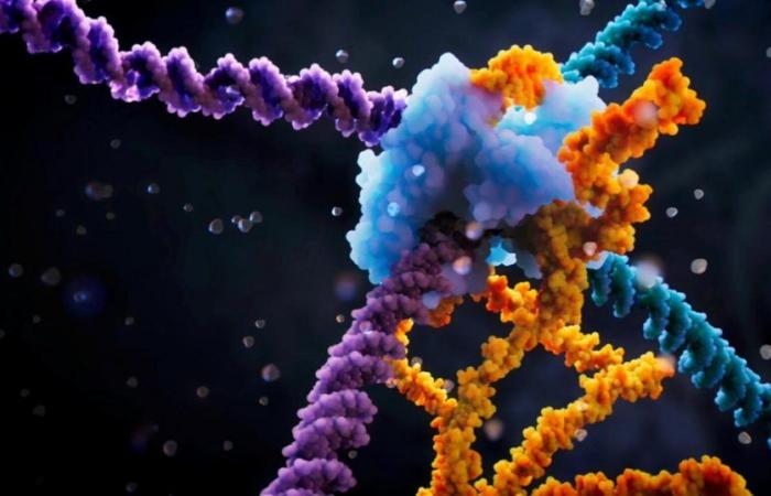 Después de las “tijeras genéticas”, un “puente de ARN” podría revolucionar la edición del genoma