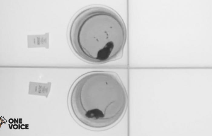 One Voice revela imágenes de ratones sometidos a una prueba de natación forzada en Francia ⋆ Savoir Animal