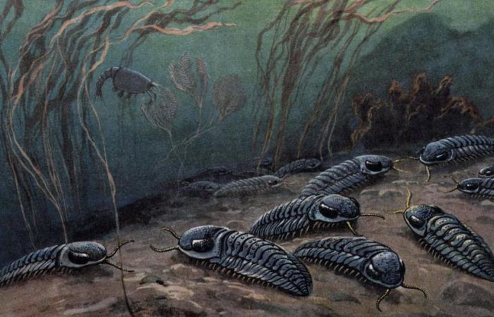 Acaban de descubrir trilobites de Pompeya que desaparecieron hace 250 millones de años