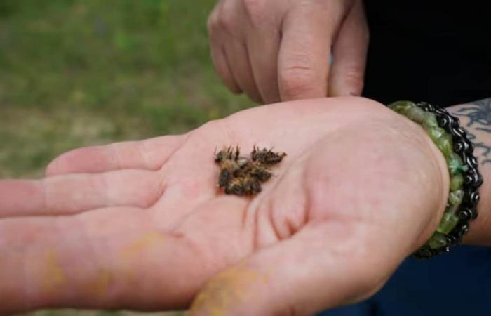 Una apicultora del norte de Ontario lamenta la pérdida del 50% de sus abejas