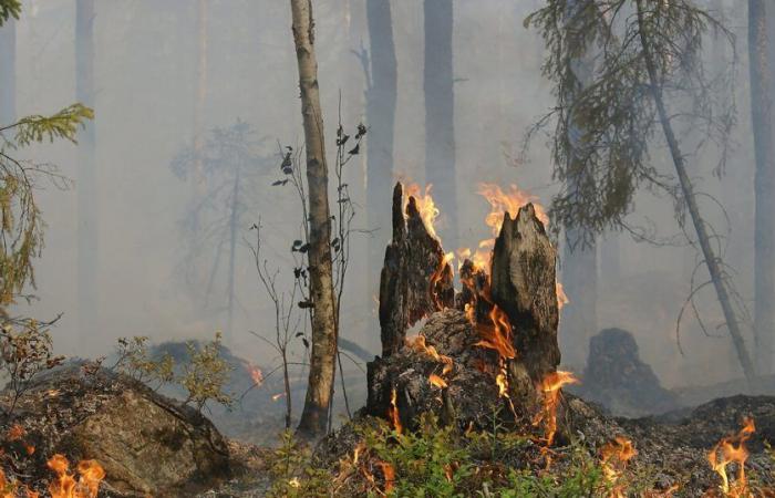 Espacial: Kinéis se asocia con Dryad Networks para acelerar la lucha contra los incendios forestales