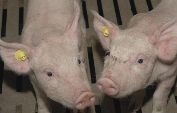 Heredamos en parte la microbiota intestinal, evidencia en cerdos
