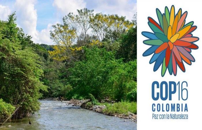 Conferencia de las Naciones Unidas sobre Biodiversidad / COP16 en Cali, Colombia: Se abre la acreditación de medios – VivAfrik