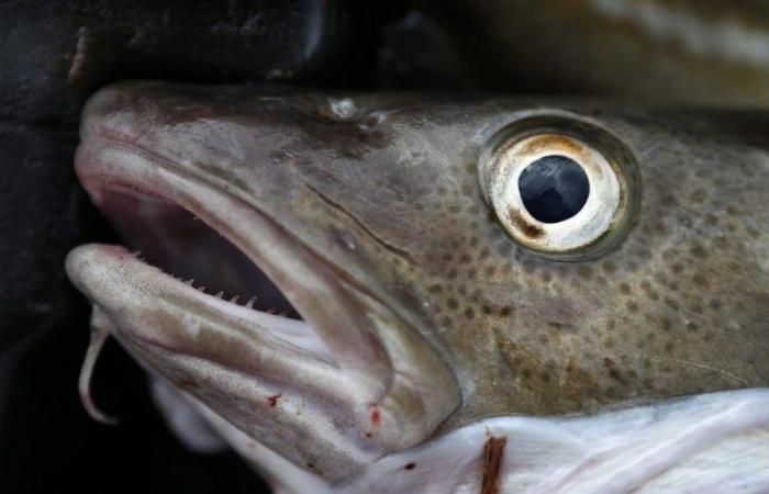 Países Bajos: los pescadores se oponen a la reapertura de la pesca del bacalao