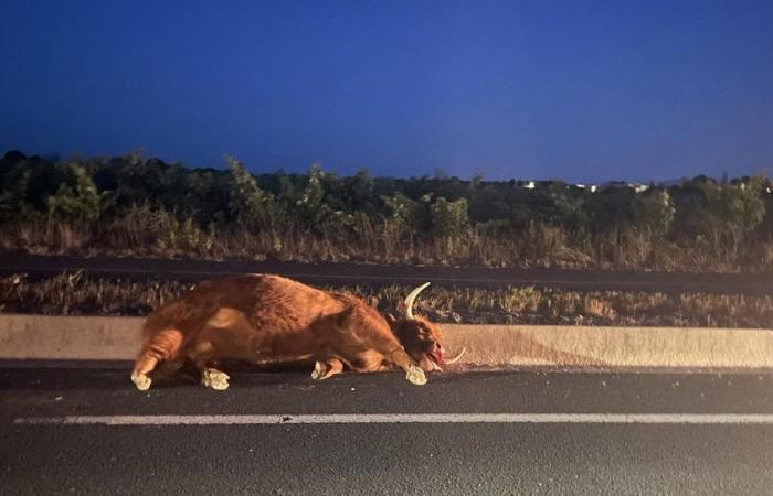 Tres vacas muertas en un violento accidente de tráfico cerca de Perpiñán