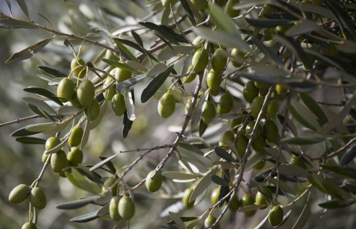 Aceite de oliva: los precios desorbitados podrían continuar hasta 2025