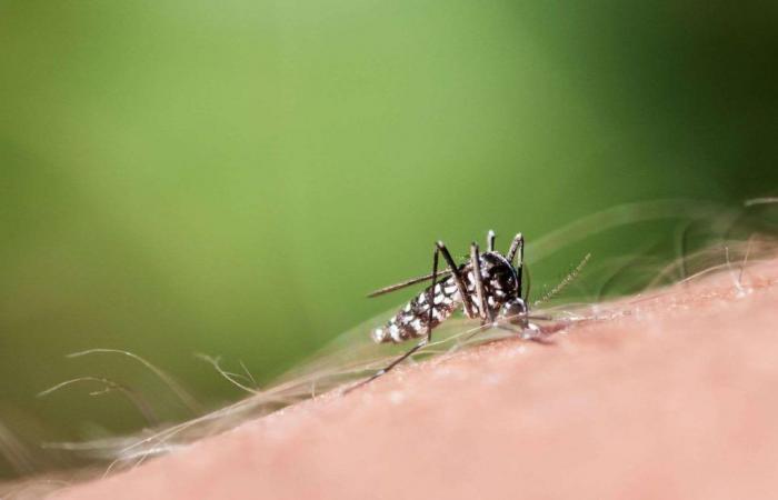 Contra el mosquito tigre, buenos reflejos