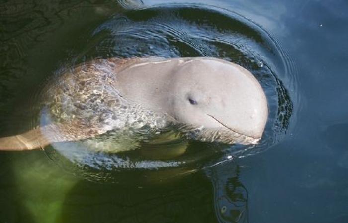 La población de delfines del Mekong aumenta gracias a los esfuerzos de protección reforzados