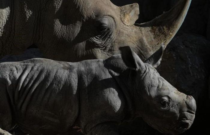 Nacimiento de un rinoceronte blanco en un zoológico de Chile
