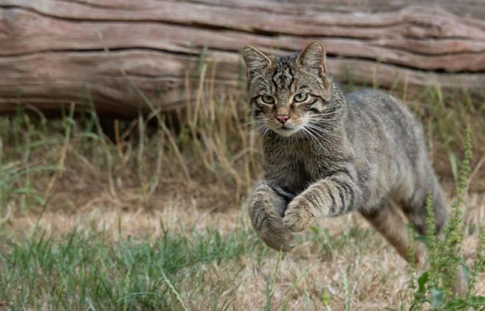 Una caza de gatos abierta… a los niños en Nueva Zelanda: “Son como el diablo con la metanfetamina”
