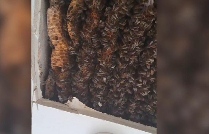 VIDEO: Sus nietos escucharon zumbidos al acostarse: Dueño de casa descubre colonias de 180.000 abejas en el dormitorio