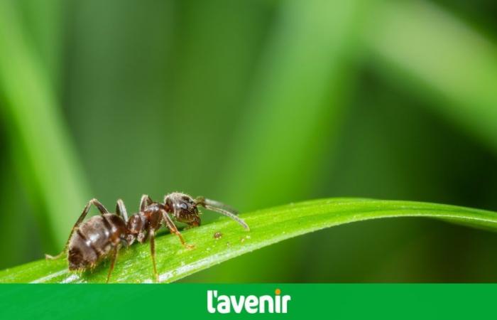 Amputación o limpieza de heridas: cuando las hormigas realizan una cirugía