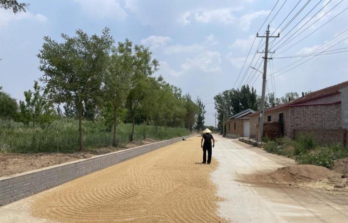 China: ira de los campesinos por la caída del precio del trigo