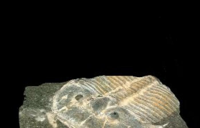 Marruecos/ Sorprendente descubrimiento de hace 515 millones de años: forma tridimensional de fósiles de trilobites