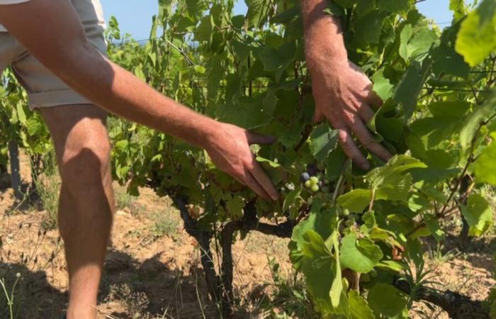 Mildiu,
      heladas,
      granizo…
      la
      producción
      de
      vino
      francés
      baja
      un
      18%
      en
      2024