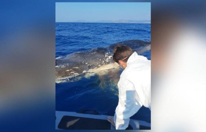 En
      el
      Var,
      un
      cadáver
      de
      cachalote
      a
      la
      deriva
      desencadena
      una
      gran
      operación
      marítima