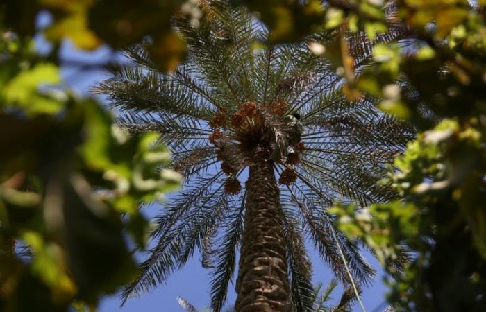 En
      Irak,
      la
      palmera
      datilera,
      icono
      nacional,
      resiste
      valientemente
      la
      sequía