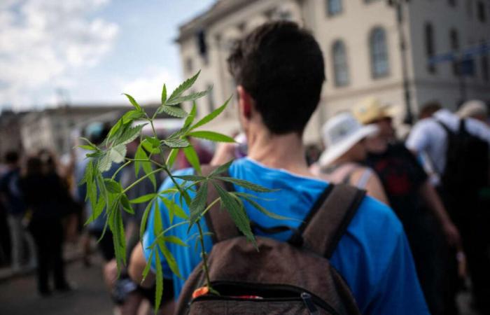 En
      Alemania,
      los
      traficantes
      son
      los
      “únicos
      ganadores”
      de
      la
      legalización
      del
      cannabis
      –
      Mi
      Blog