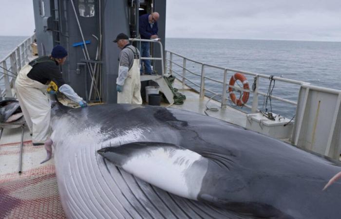 Japón
      quiere
      comer
      cada
      vez
      más
      ballenas
      –
      Mi
      Blog