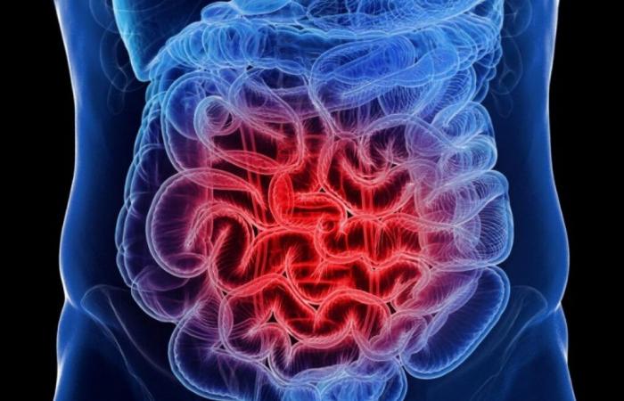 Hormona
      GLP-1,
      la
      molécula
      “milagrosa”:
      todo
      empieza
      en
      el
      intestino