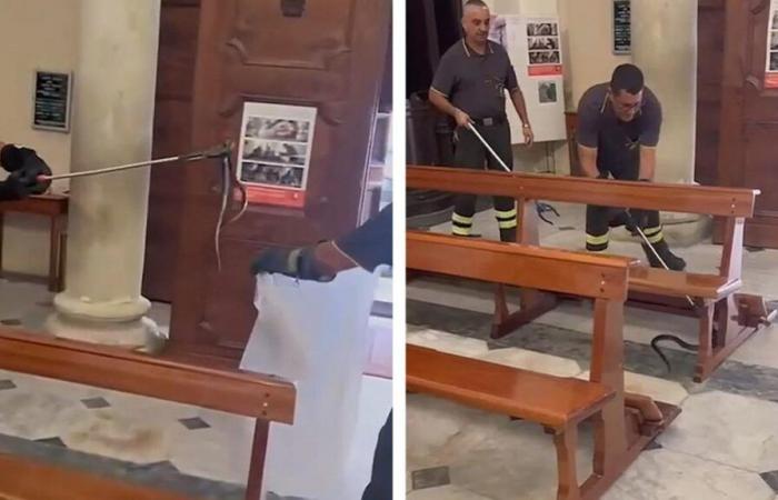 Una
      serpiente
      esquiva
      desafía
      a
      los
      bomberos
      en
      una
      iglesia
      italiana