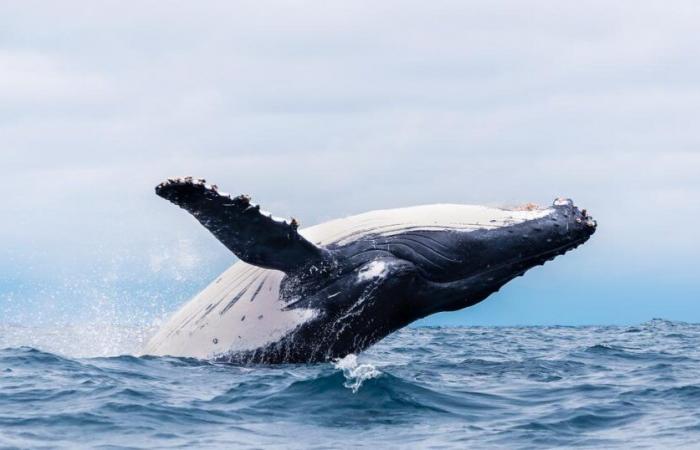 Descubre
      estas
      5
      especies
      de
      ballenas