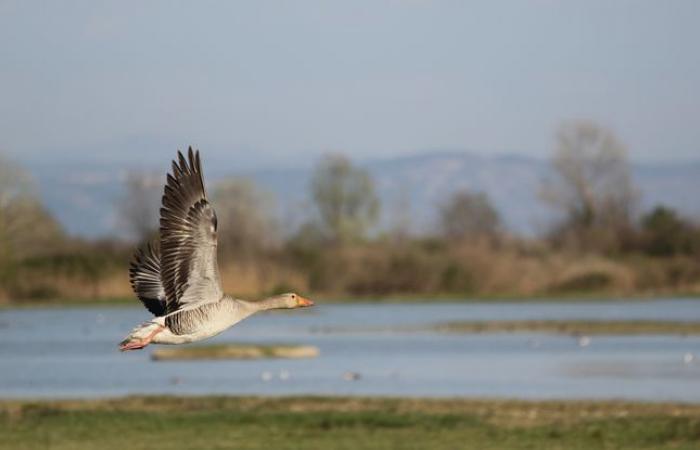 ¿Por
      qué
      migran
      las
      aves?
      –
      Mi
      Blog