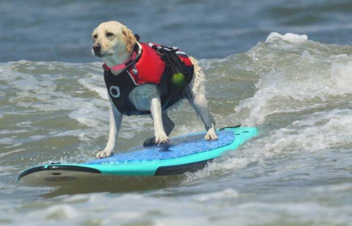 Decenas
      de
      perros
      participan
      en
      una
      espectacular
      competición
      de
      surf