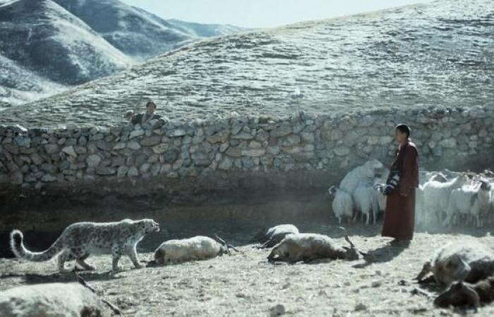 En
      el
      Tíbet,
      una
      guerra
      de
      palabras
      por
      un
      animal
      salvaje
      atrapado