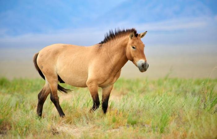 Encuentran
      caballo
      muerto
      con
      oreja
      cortada