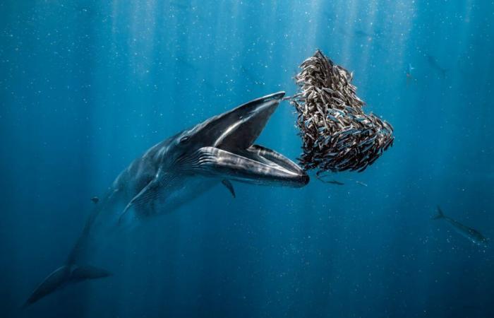 Fotógrafo
      oceánico
      del
      año
      2024:
      reveladas
      las
      fotografías
      ganadoras